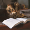 読書する猫